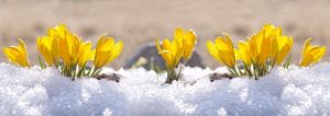 4 Investing Ideas for Spring