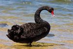 Why “Tail Risk” Should Be in Your Investment Vocabulary